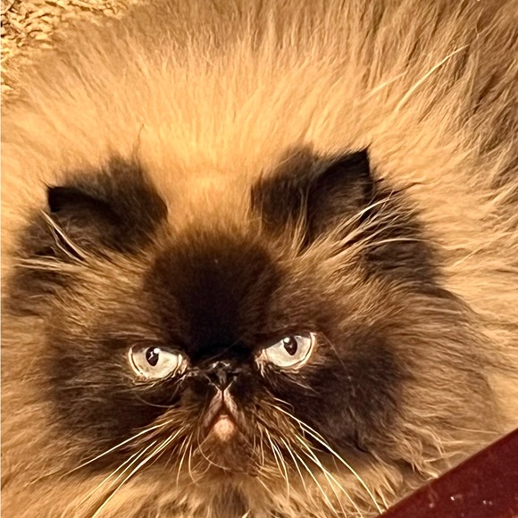 Meet your Posher, Laura - Picture 4 of 5